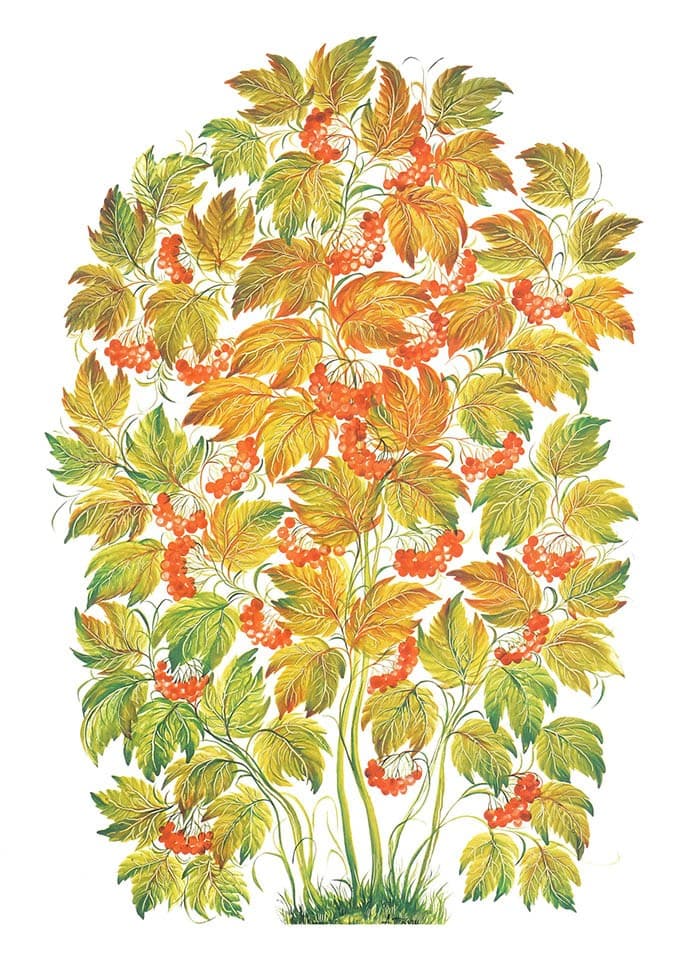Viburnum bush